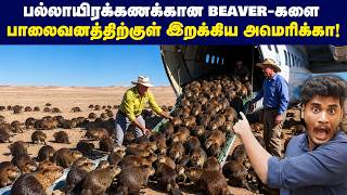 🤯😱50 வருடத்தில் America-வை அழிவில் இருந்து காப்பாற்றிய Beavers! | Beaver re-introduction in America!