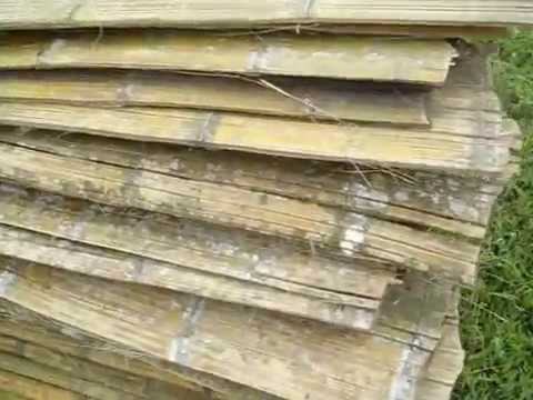 Vídeo: Bambú Kuril - Kuril Saza O Bambú (Sasa Kurilensis): ús En Disseny De Paisatges