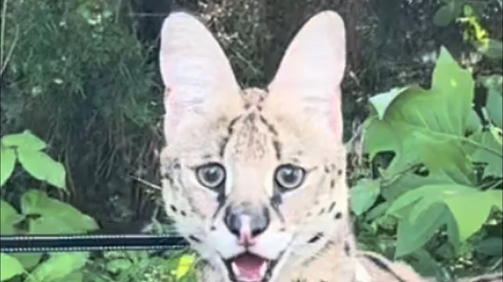 Watch the video about Wild Serval Cat eats Shrimp