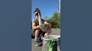 Лебедь Укропчик путешествует по области на автомобиле 😍😘🥰