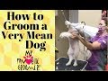 Grooming a Mean Dog