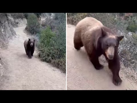 Hiker-comes-face-to-face-with-bear-during-hike-in-Sierra-Madre-ABC7