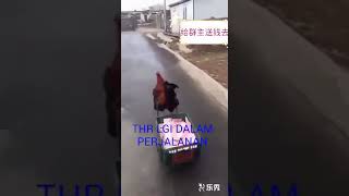 Download Pelaku Pencuri Uang Di Rumah Saya Video MP3 Pelaku Pencuri Uang Di Rumah Saya