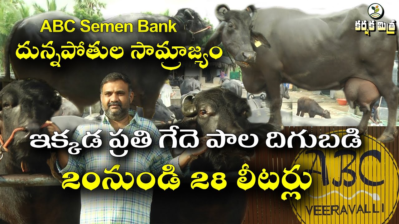 ఈ డెయిరీ ప్రతి రైతు చూసి తీరాల్సిందే || ABC Semen Station ||World Class Murrah Bulls||Karshaka Mitra