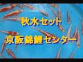 秋水セット　京阪錦鯉センター -Keihan Koi Farm-