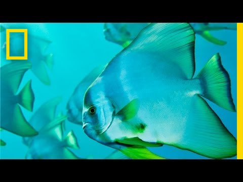 Brian Skerry: Ocean Soul | Nat Geo Live