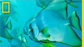 Brian Skerry: Ocean Soul | Nat Geo Live