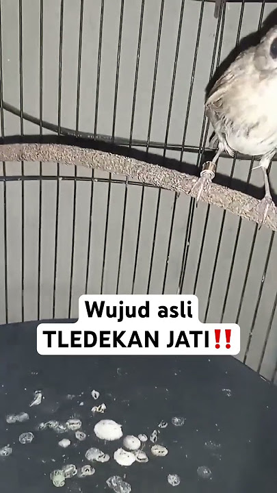 Tledekan jati ASLI‼️#srdclokaljawa #srdcbetinagacor #tledekanjati