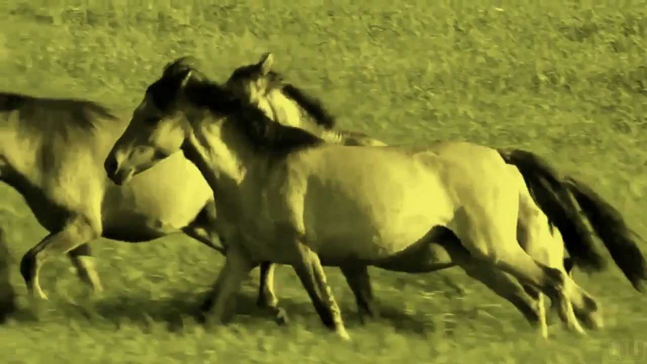 Watch Chris Rea - Horses on YouTube Watch Chris Rea - Horses on YouTube