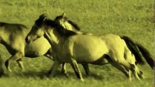 Chris Rea - Horses