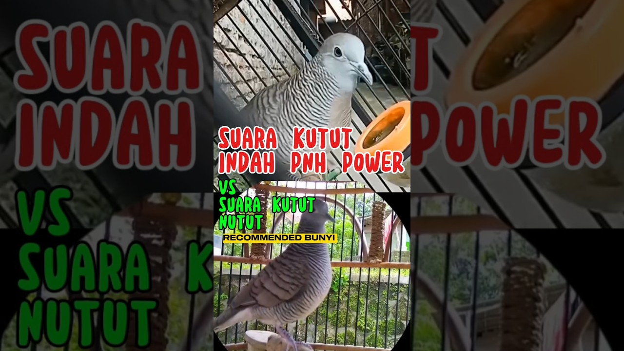 suara perkutut lantang penuh energi vs suara perkutut nutut bantu kutut rumah manggung #platm #birds