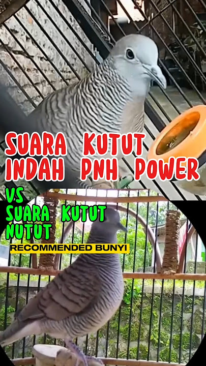 suara perkutut lantang penuh energi vs suara perkutut nutut bantu kutut rumah manggung #platm #birds