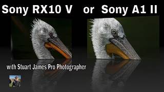 Sony RX10 V Review | Is This the Ultimate Wildlife Camera? | Stuart James' First Impressions screenshot 3