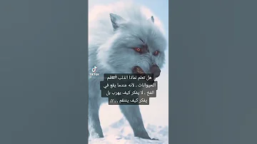 اغنيه ميهايتا بيتكو 