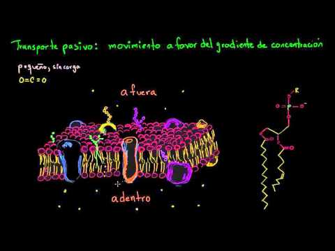 Video: ¿Cómo funcionan las proteínas para hacer que las membranas sean selectivamente permeables?