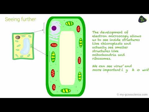 GCSE Biology Microscopes and magnification (Edexcel 9-1)