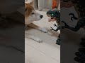 怪獣vs柴犬