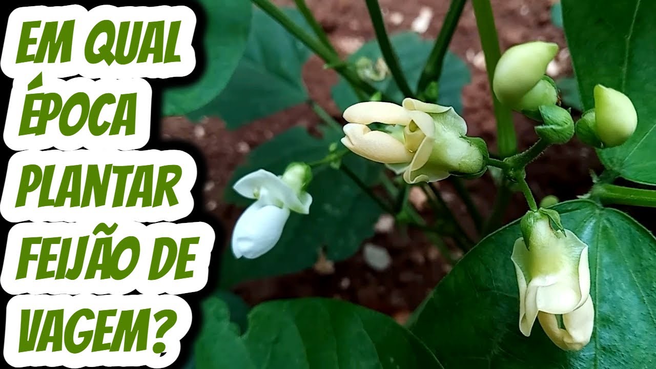Em Qual época plantar feijão de vagem? Em que Mês estação do ano ...