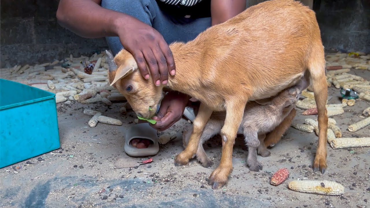 My second Northern goat gave birth - I fixed my rabbit broken leg 
