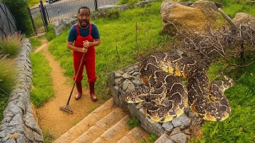 Deadly Snake In His Yard