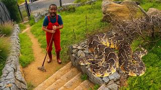 Download Lagu Deadly Snake In His Yard MP3 Download Lagu Deadly Snake In His Yard MP3