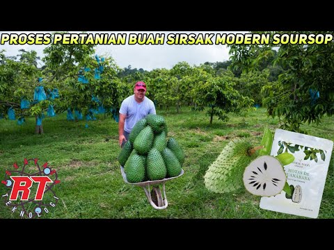 Video: Manfaat Buah Sirsak - Cara Menanam Pohon Sirsak