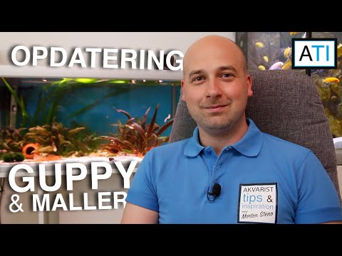 Video: Hvordan Guppies Opdrætter