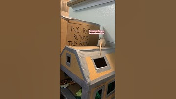 My Pet Rats vs Cardboard Barriers