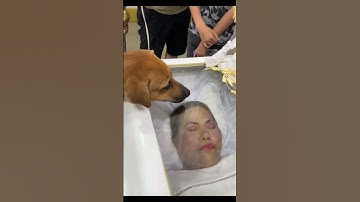 Thumbnail of 😭😭😭mom's best friend😭 so sad 😢 #dogfriendly #yutubeshorts #goviral