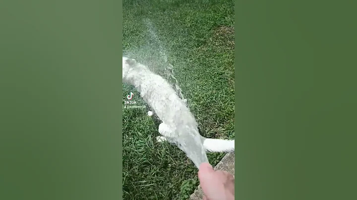 husky Mr. Bolt loves corn.