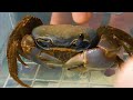 Top 10 feedings insects  best moments 2 infected insects scorpion worms crab mantiscockroach