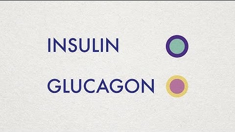 Insulin and Glucagon - Simple Animation