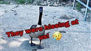 Feeding the ducks and being trapped by Geese!