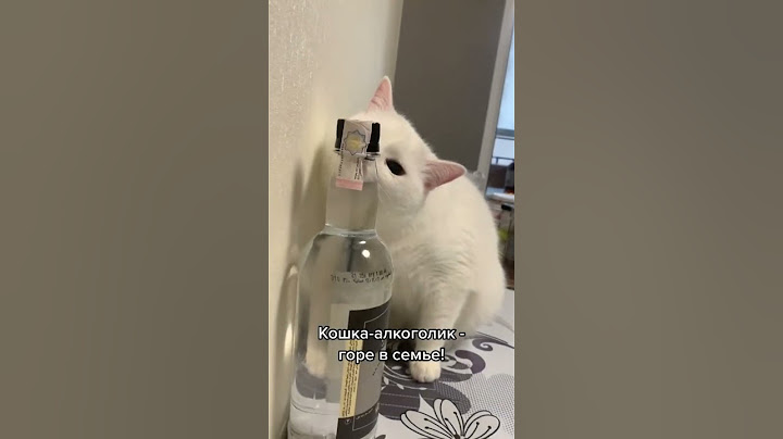 Кошка принюхалась к бутылочке крепкого
