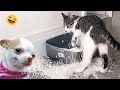 Try not to laugh 2024 new funny dog and cat 2024 part 4