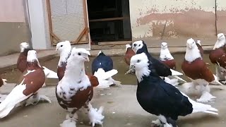 Голуби Узбекистана очень красивые породы! (КОРА ХАКА и КИРИЛ ХАКА) Pigeons of Uzbekistan