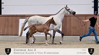 EMPEROR AEG Z - Ermitage combined with proven sport genes!