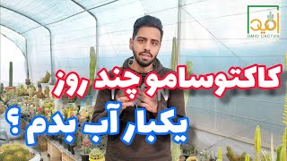 روش آبیاری کاکتوس ها | کی به کاکتوسم آب بدم | آبیاری کاکتوس چطوریه