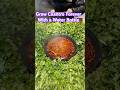 Grow Cilantro Forever With a Water Bottle #shortvideo