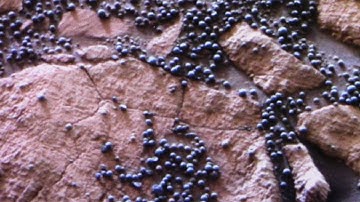 The Only Pictures Ever From the Surface of Venus and they Look Like Earth and Mars Exactly