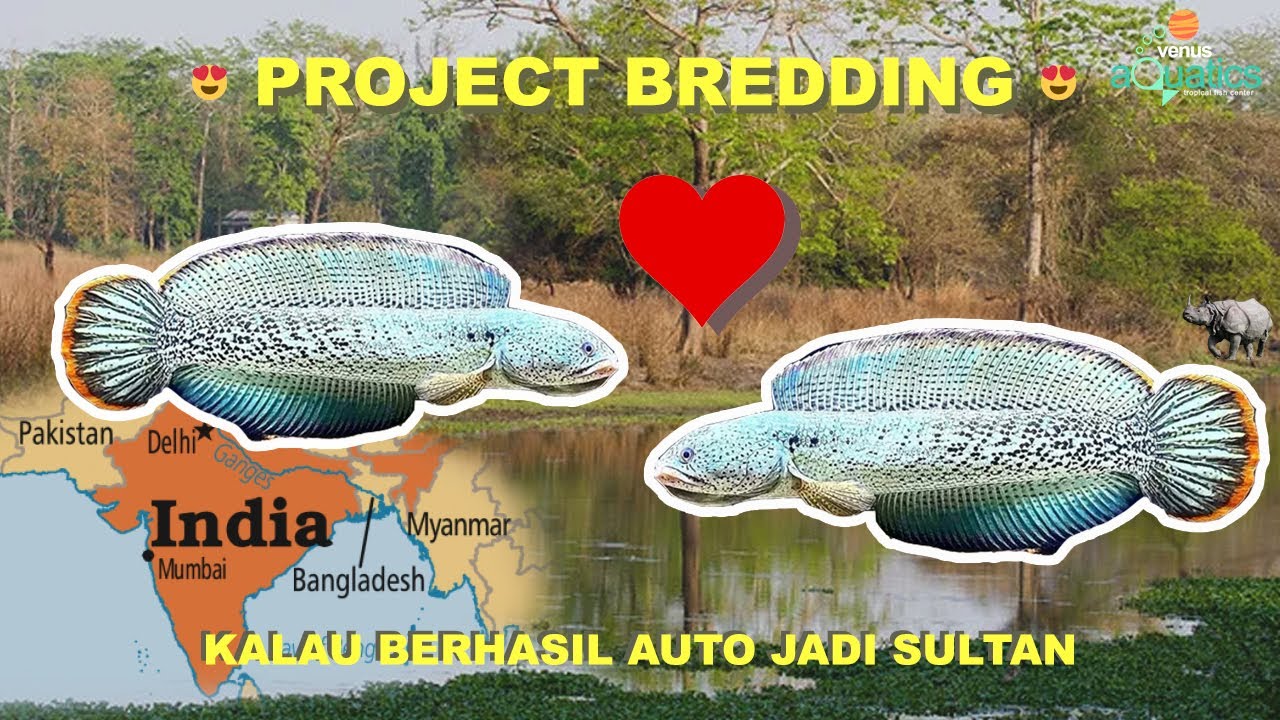 BREEDING CHANNA SULTAN! CHANNA BARCA!