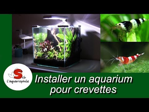 Video: Je, crevettes ni neno?