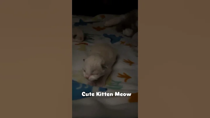 Video 10332461: meow cutekitten, little kitten meowing, kitten meowing baby, cutest kitten meowing, meow cute