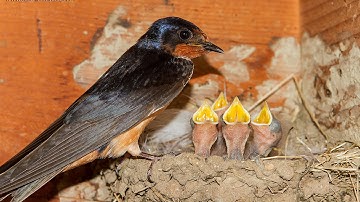 Barn Swallow Chicks
