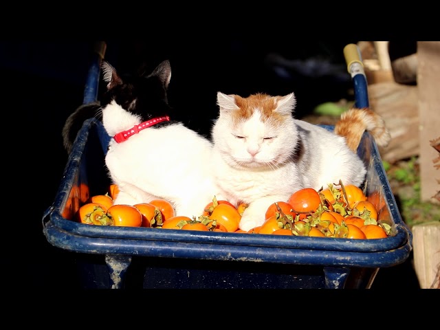 一輪車の上の柿と猫　 181119