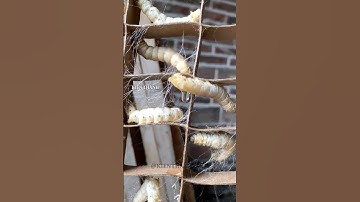 Cách người Trung Quốc nuôi hàng tỷ con tằm để lấy tơ? #shorts