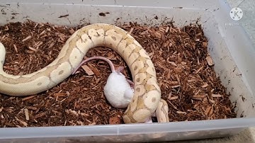 Warning!!! Live Feeding. Ball python eating a rat
