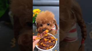 plz Subscribe ❤😻🐾Cute kitten #cat #lovecats #cats #catvideos #kittens #catlover #princesscat #kitten
