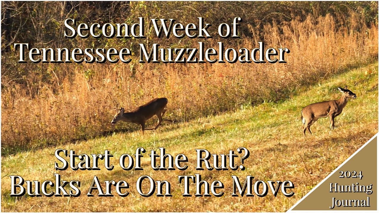 Start of the Rut? The Deer Are Moving | 2nd Week of TN Muzzleloader