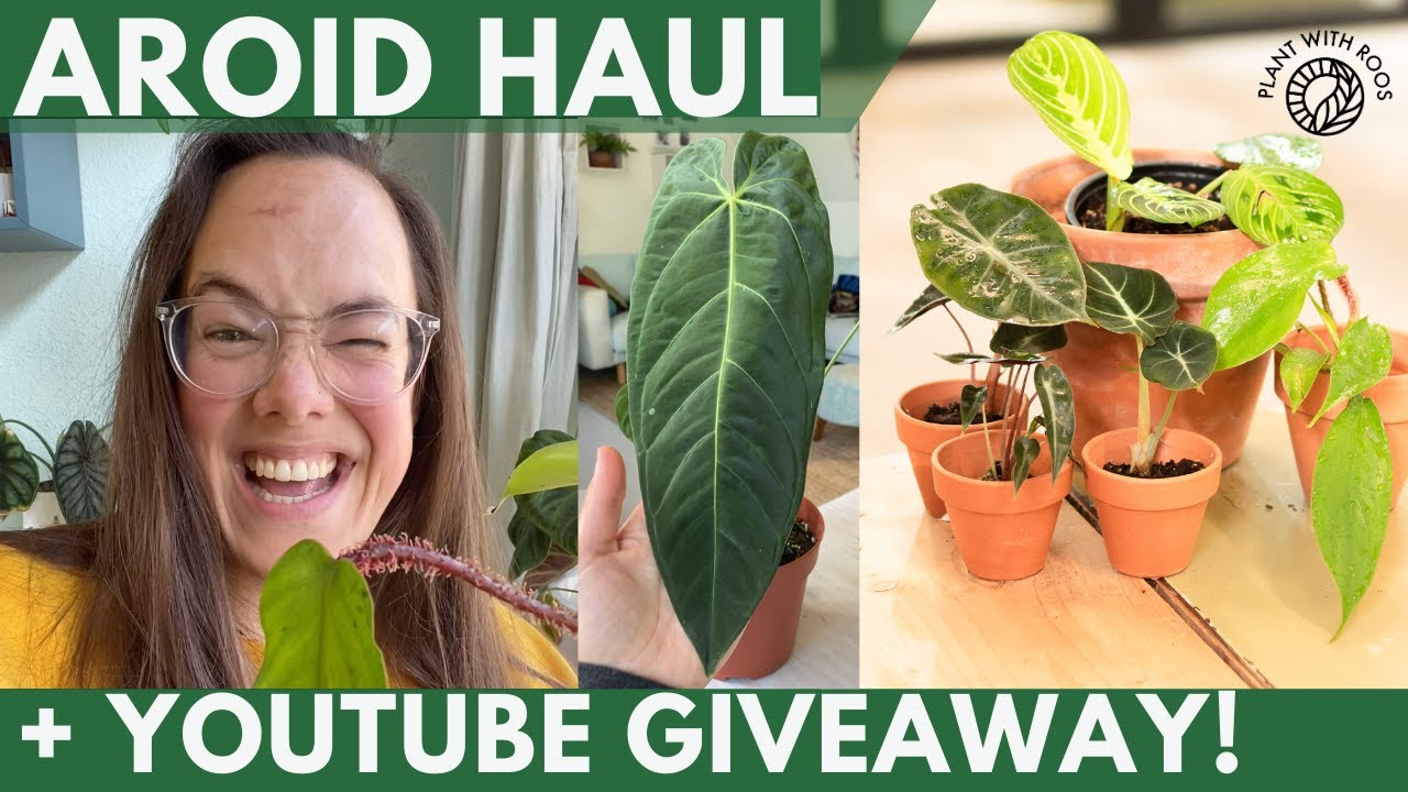 YouTube GIVEAWAY! + Aroid HAUL with Kek Jekkie | Plant with Roos